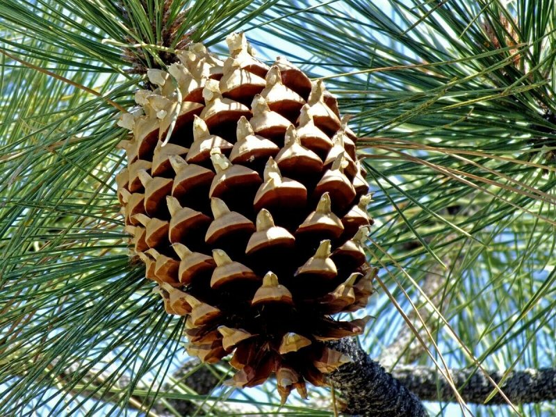 Pinus coulteri