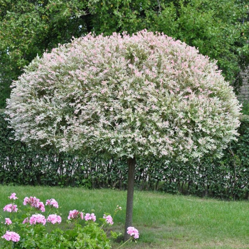 Ива японская Хакуро нишики