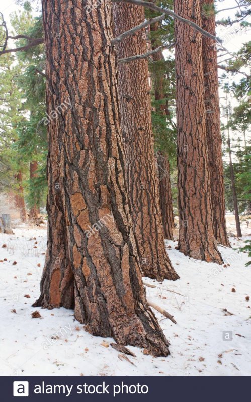 Pinus Ponderosa кора