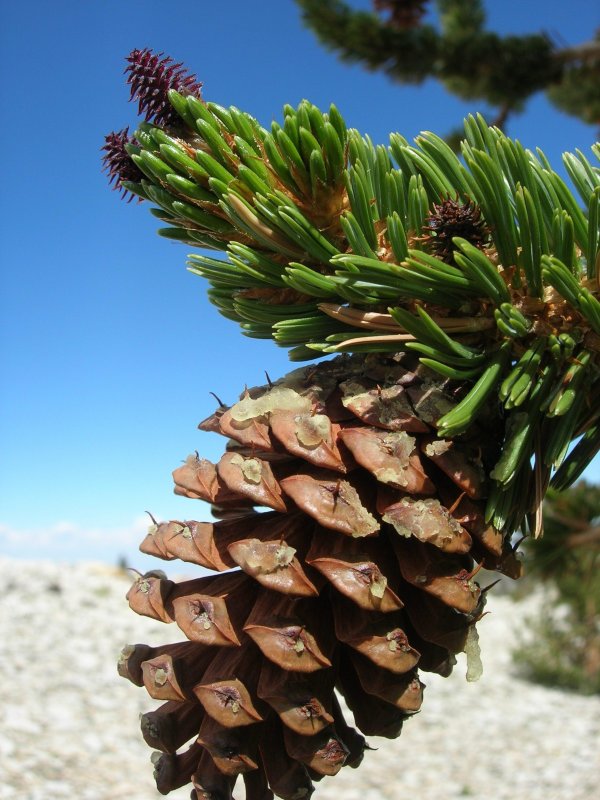 Pinus longaeva