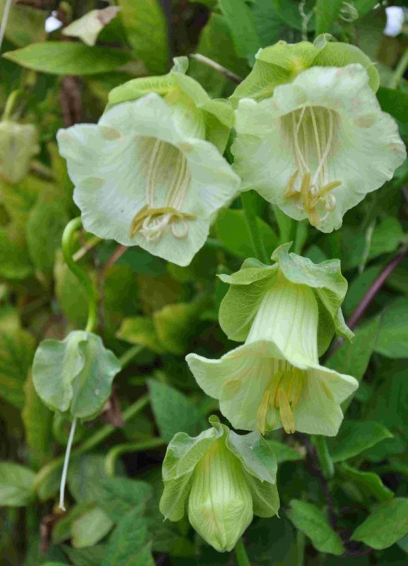 Кобея лазающая (Cobaea Scandens)