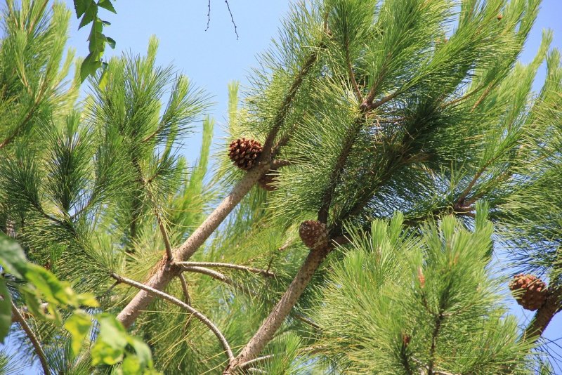 Ананас Pinus