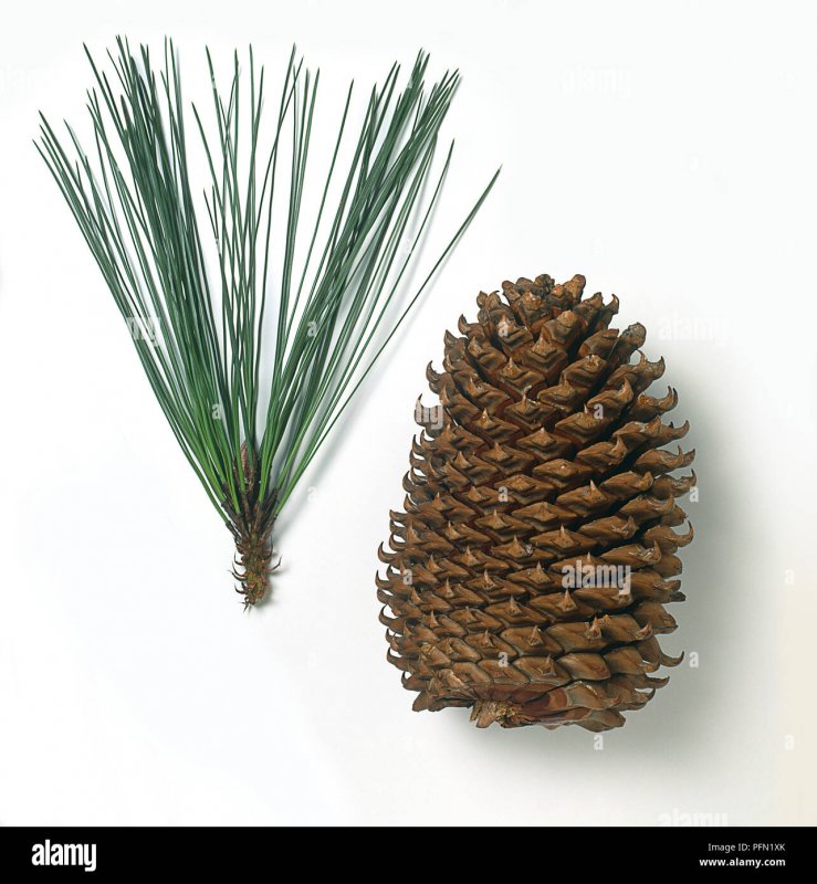 Pinus Монтгомери
