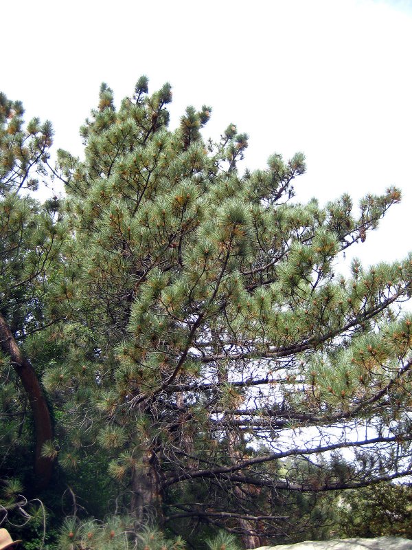 Pinus jaliscana