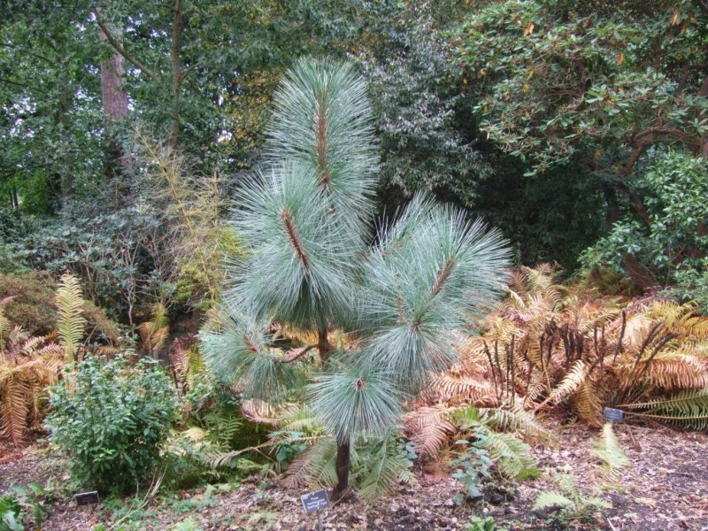 Pinus montezumae