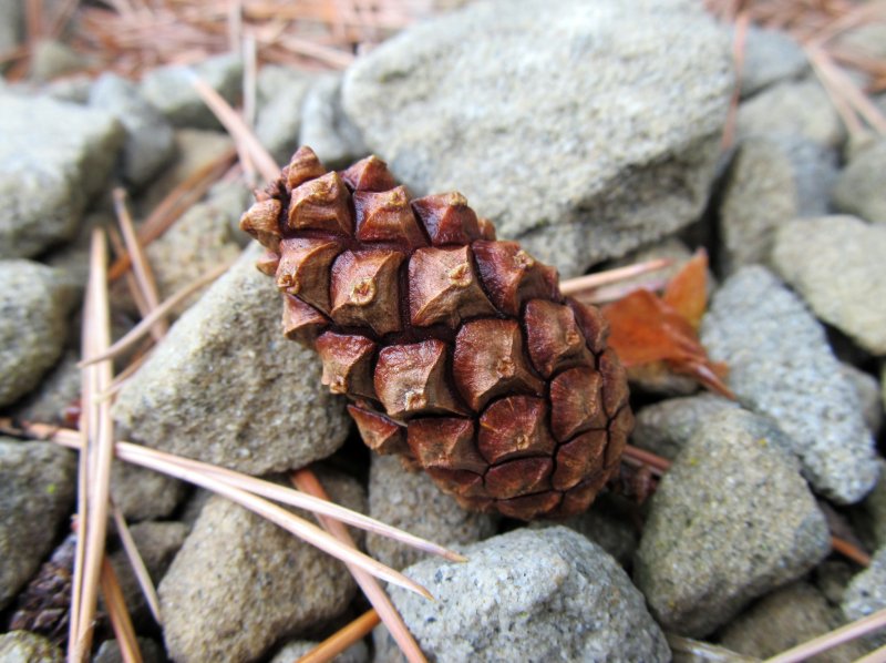 Pinus lambertiana Seeds