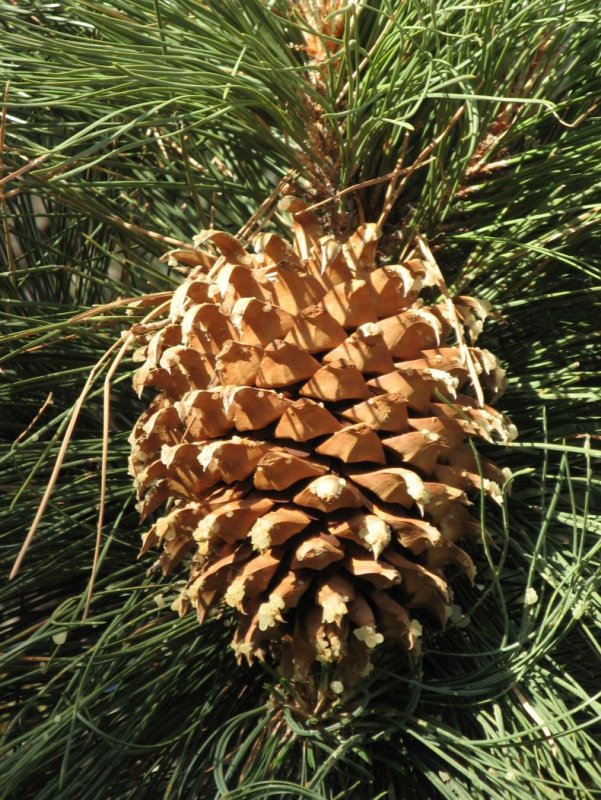 Pinus Ponderosa шишка