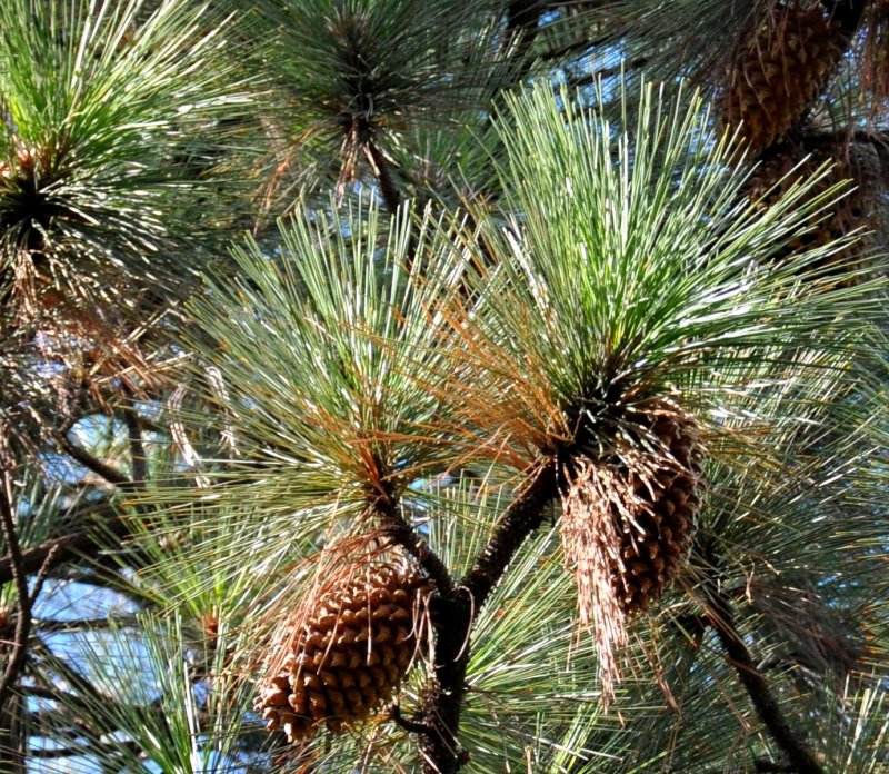 Pinus morrisonicola