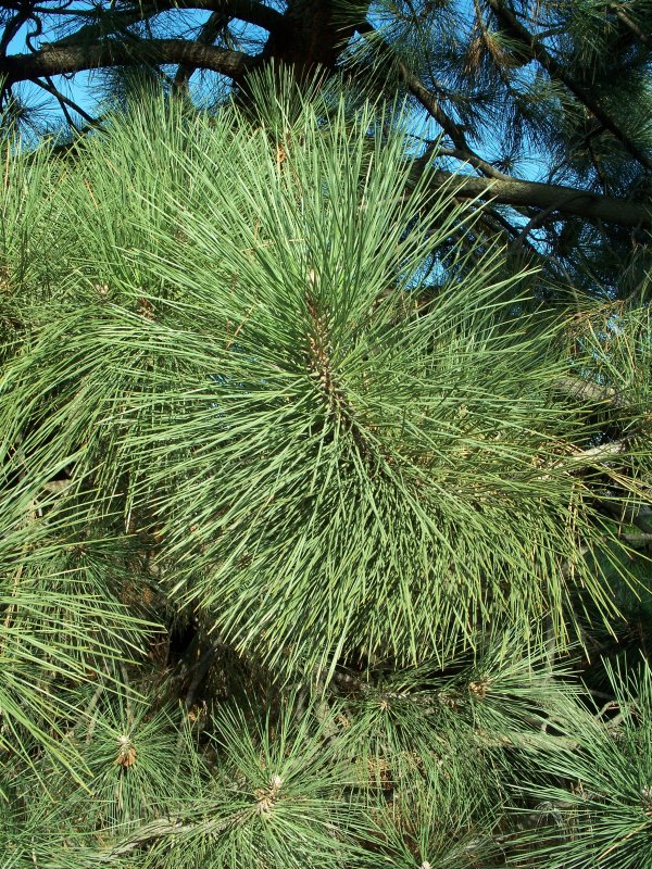 Pinus coulteri