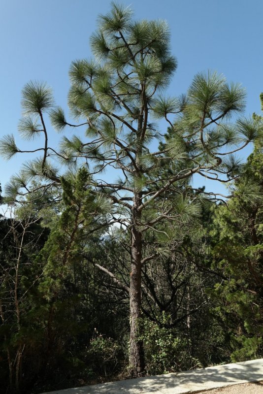 Pinus Ala
