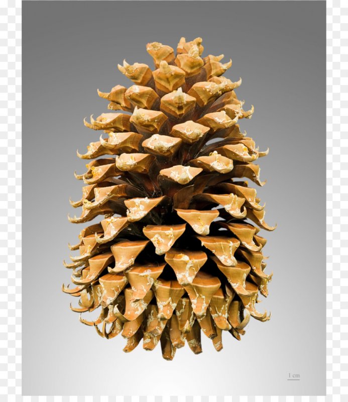 Pinus contorta Cones