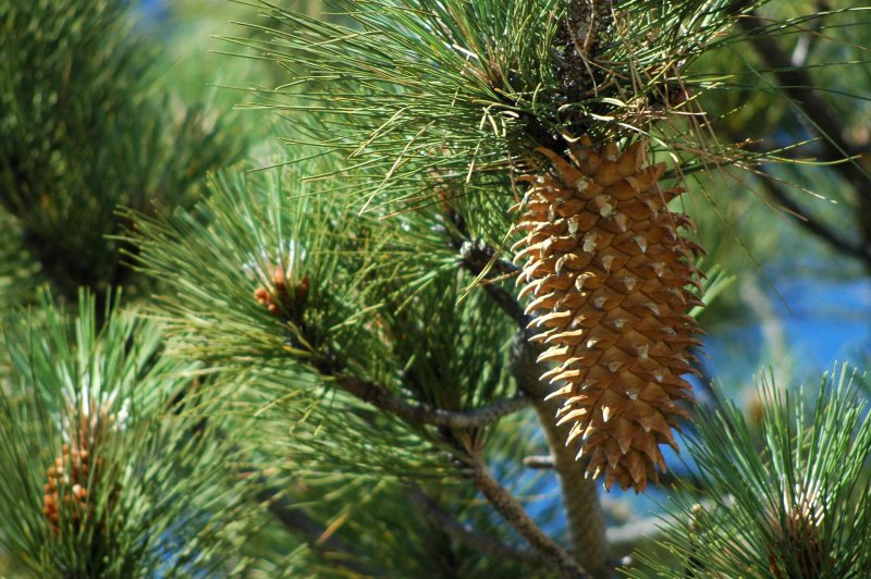 Pinus pinea шишка