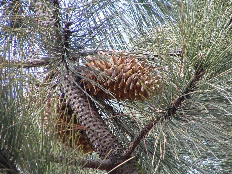 Pinus Radiata