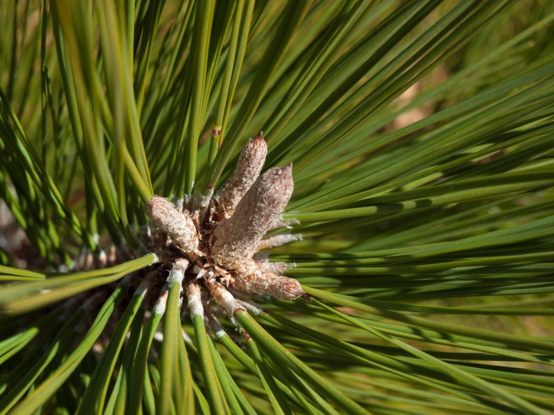 Pinus nigra