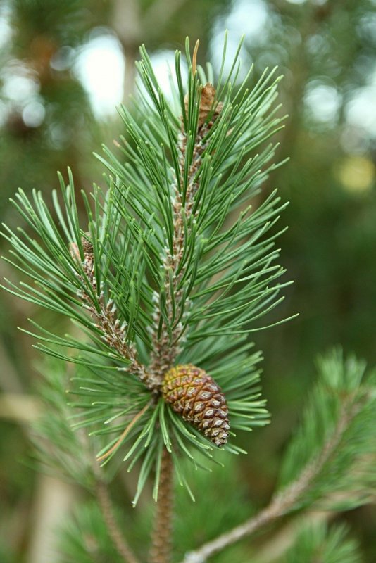 Сосна Sylv. Tabuliformis