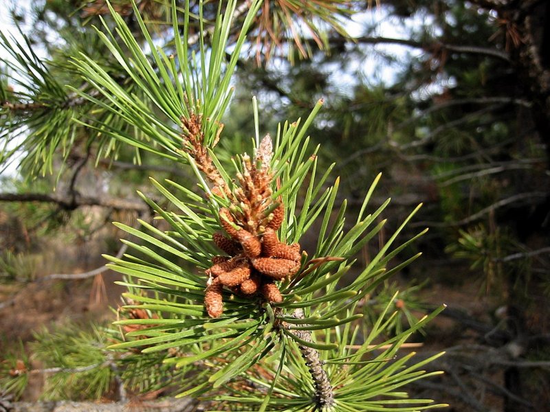 Pinus contorta Krnak