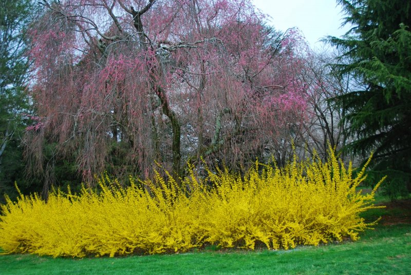 Барбарис Тунберга Limoncello