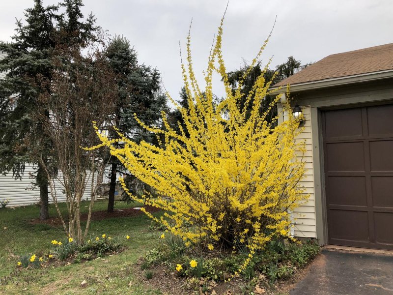 Forsythia suspensa