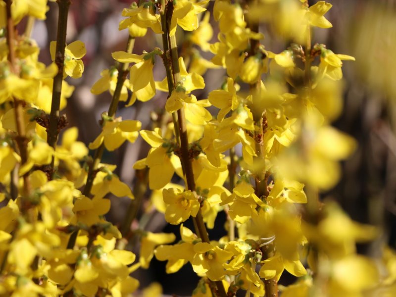 Форзиция промежуточная Forsythia Intermedia