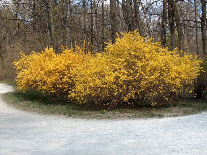 Форзиция spectabilis осенью