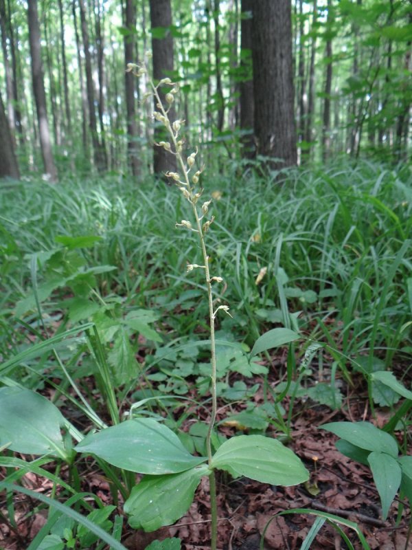 Listera ovata