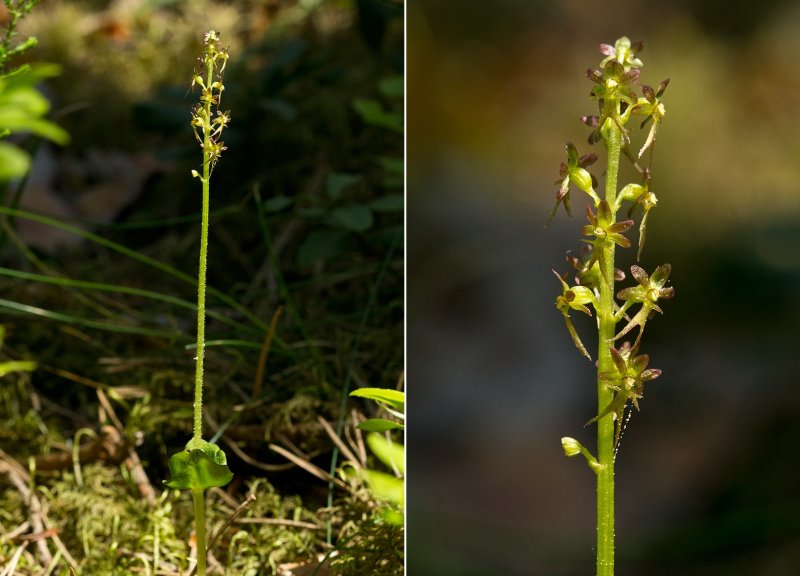 Neottia ovata
