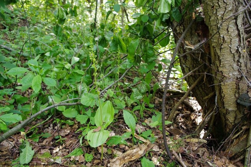 Neottia ovata