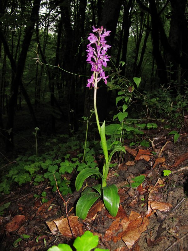 Тайник сердцевидный - Listera cordata (l.) r.br.