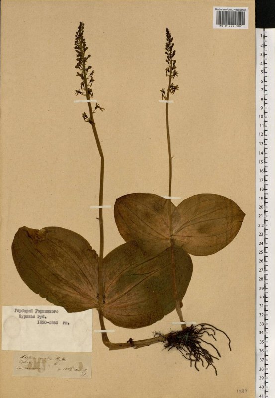 Тайник сердцевидный Listera cordata
