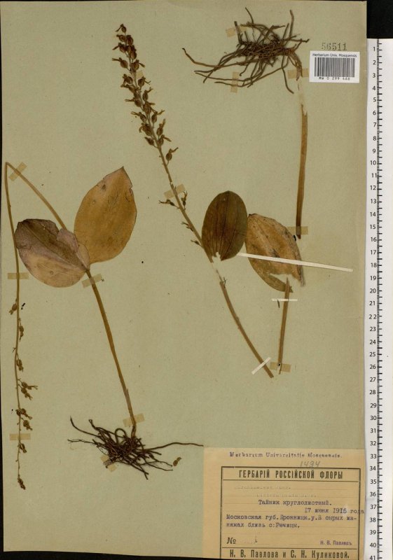 Тайник сердцевидный - Listera cordata (l.) r.br.