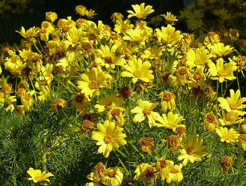 Кореопсис Coreopsis Limerock Ruby