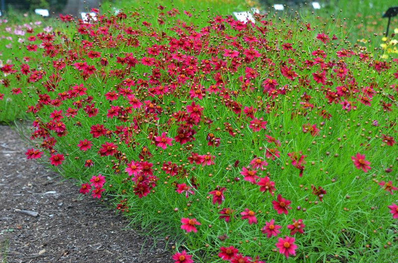 Кореопсис Coreopsis Limerock Ruby