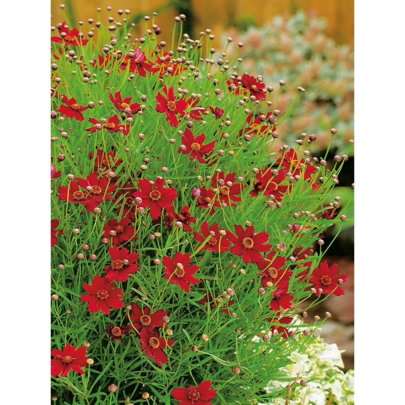 Кореопсис Ruby Red