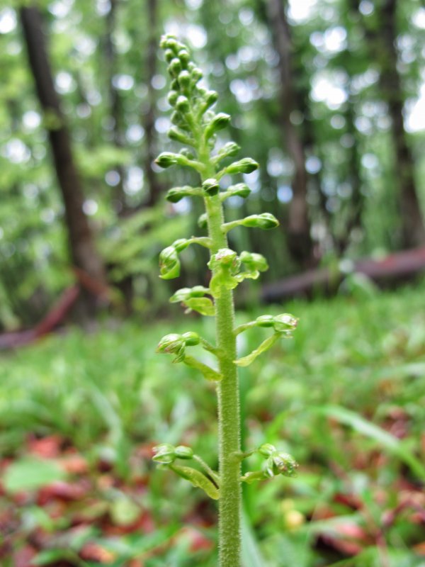 Тайник сердцевидный - Listera cordata (l.) r.br.