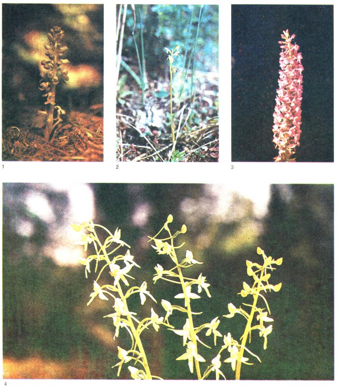 Listera ovata