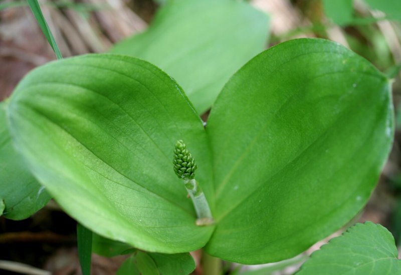 Тайник сердцевидный Listera cordata