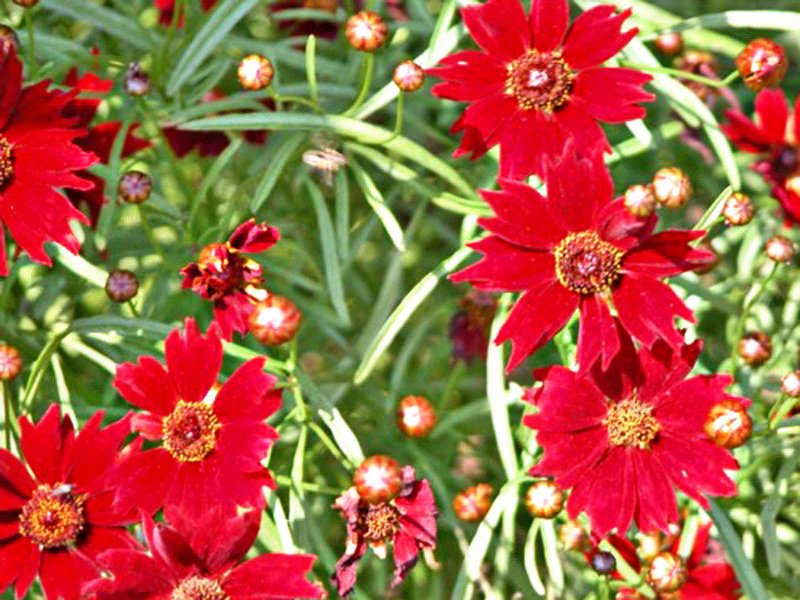 Кореопсис Ruby Red