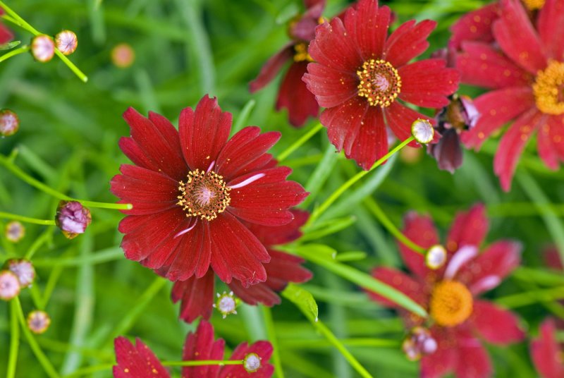Кореопсис Coreopsis Limerock Ruby
