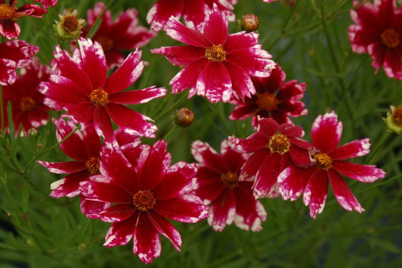 Кореопсис Coreopsis "Ruby Frost"