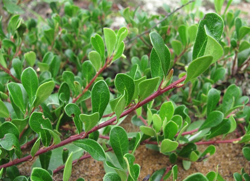 Arctostaphylos UVA-ursi Vancouver Jade толокнянка обыкновенная Ванкувер Джейд