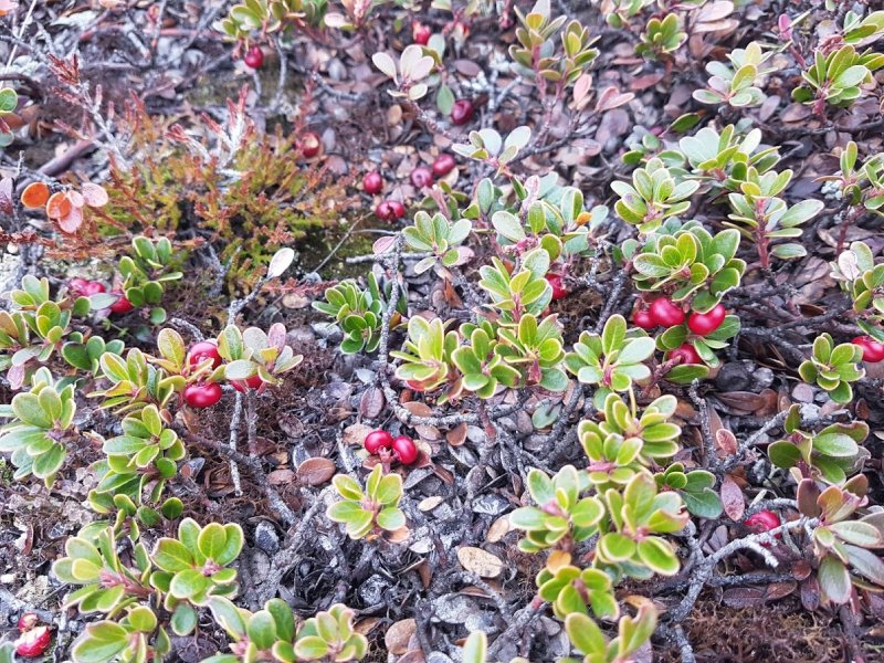 Толокнянка (Arctostaphylos UVA-ursi)