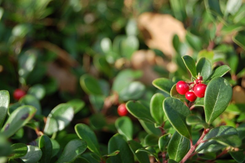 Толокнянка (Arctostaphylos UVA-ursi)