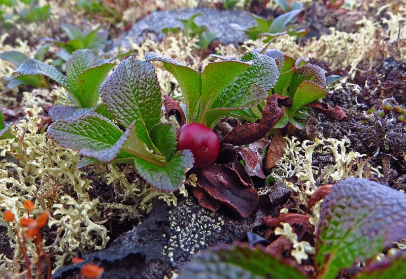 Arctostaphylos UVA-ursi Vaccinium Vitis idaea