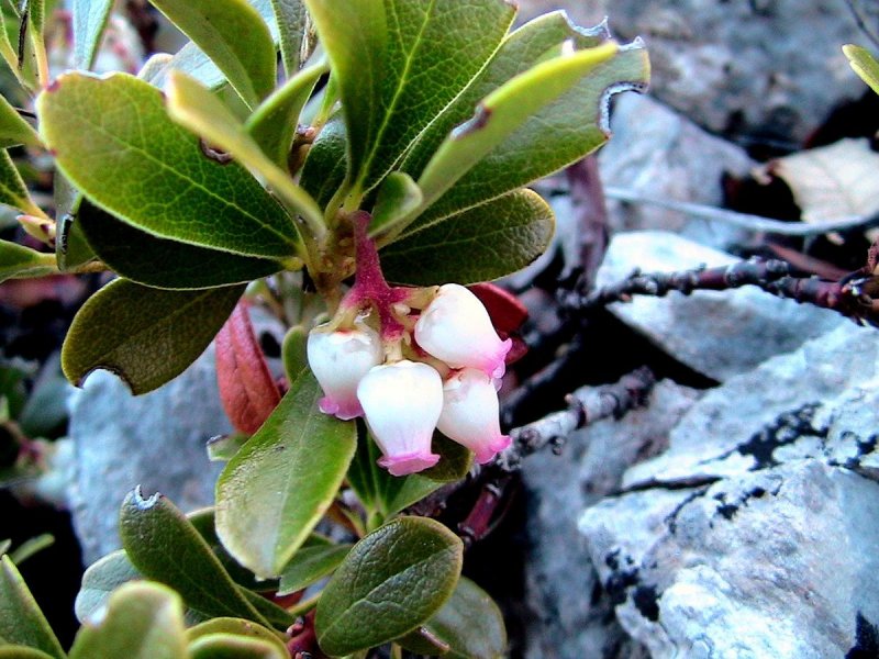 Arctous Alpina