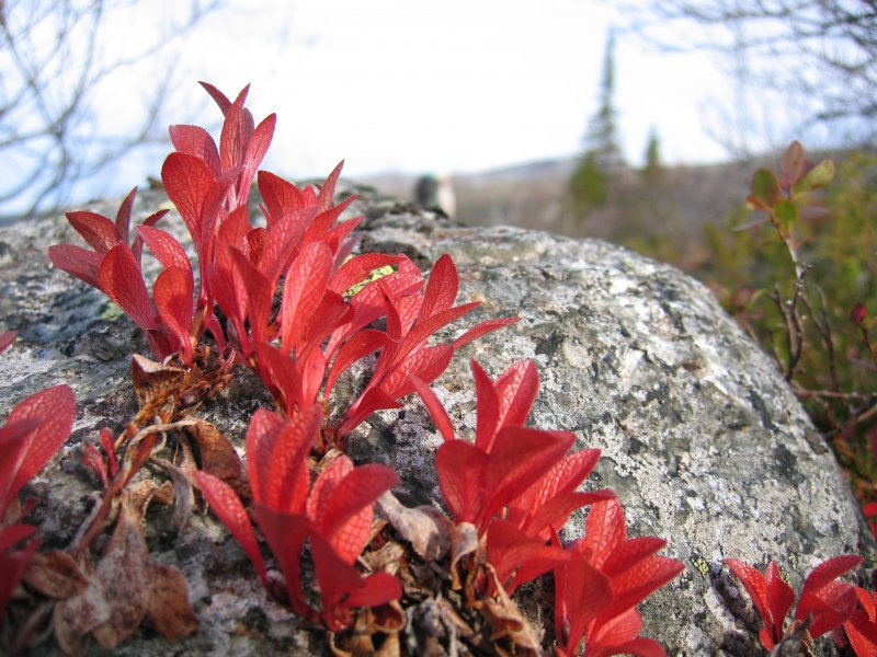 Толокнянка (Arctostaphylos UVA-ursi)
