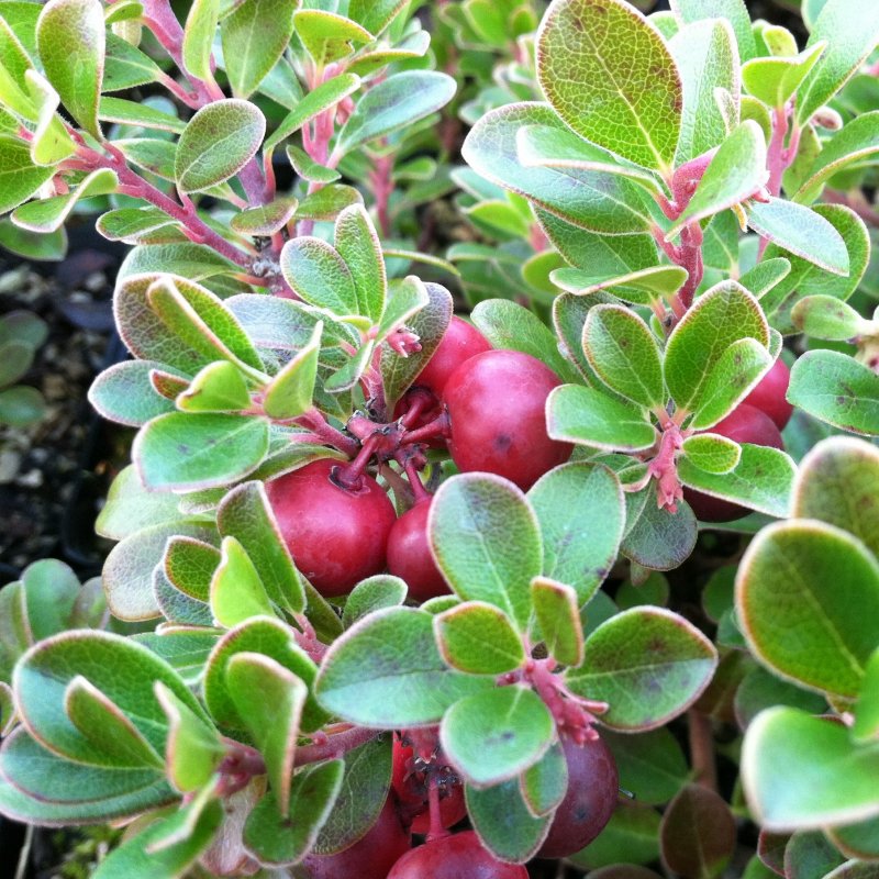 Брусника (Vaccinium Vitis-idaea)