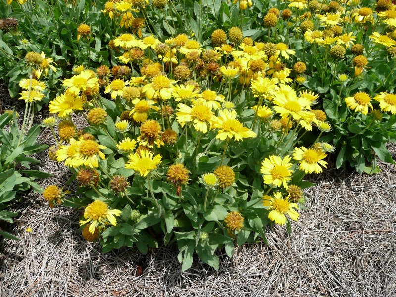 Гайлардия гибридная Mesa Yellow