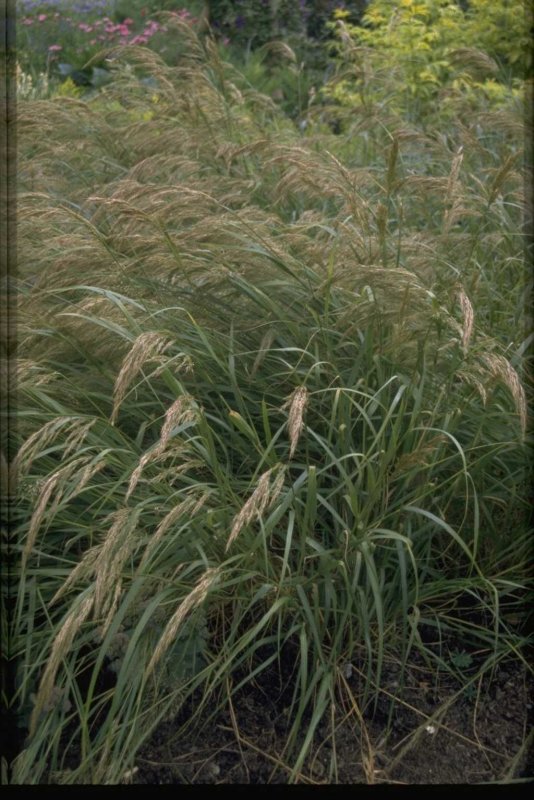 Stipa Calamagrostis