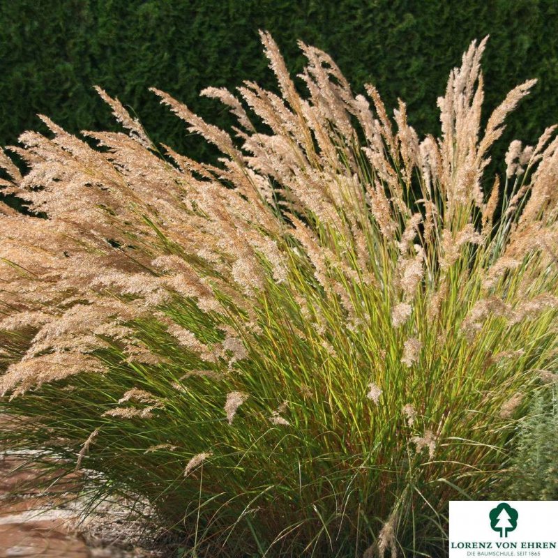 Stipa Calamagrostis