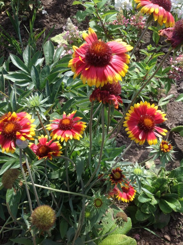 Гайлардия остистая Gaillardia aristata